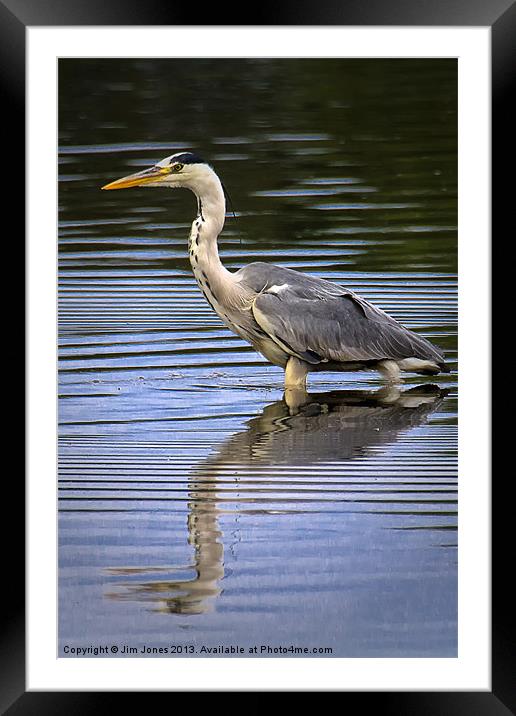 Grey Heron reflected in calm water Framed Mounted Print by Jim Jones