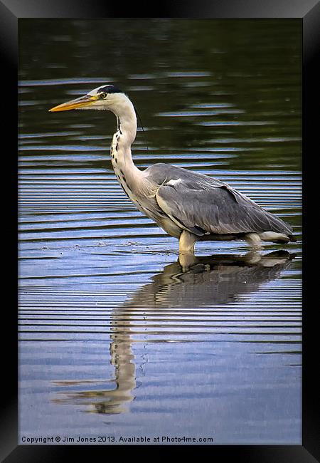 Grey Heron reflected in calm water Framed Print by Jim Jones