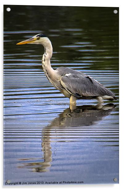 Grey Heron reflected in calm water Acrylic by Jim Jones