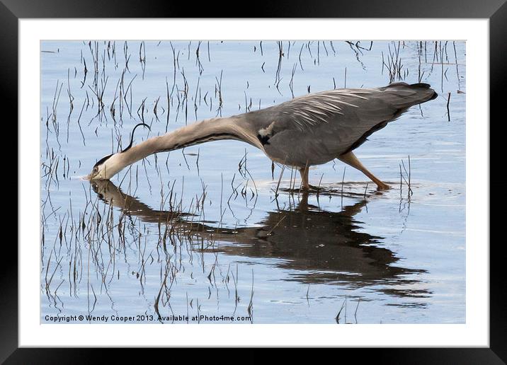 Grey Heron Hunting Framed Mounted Print by Wendy Cooper