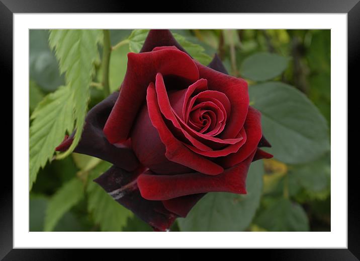 Peaceful Rose Framed Mounted Print by Laura Howard