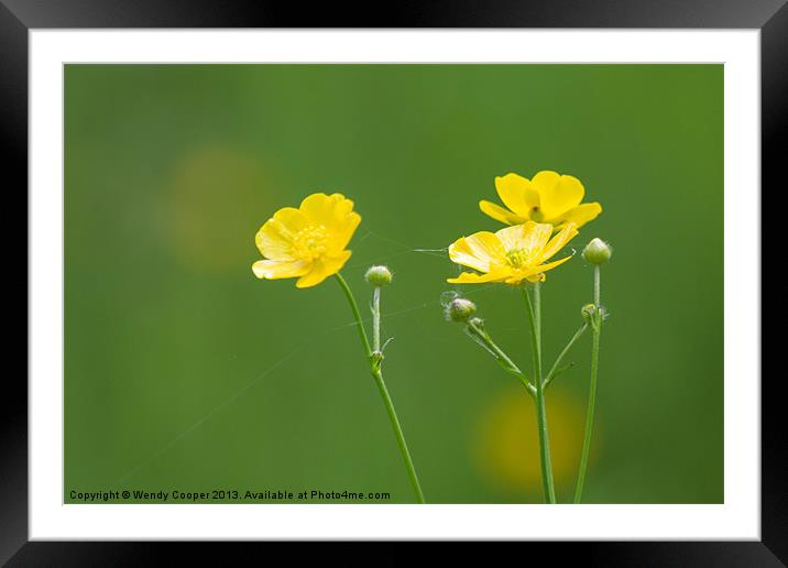 Buttercups in the Meadow Framed Mounted Print by Wendy Cooper