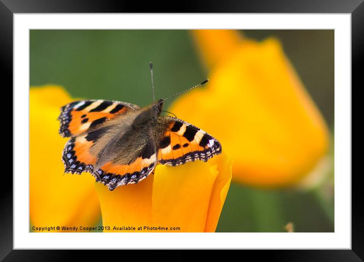 Tortoiseshell Butterfly on orange blooms Framed Mounted Print by Wendy Cooper