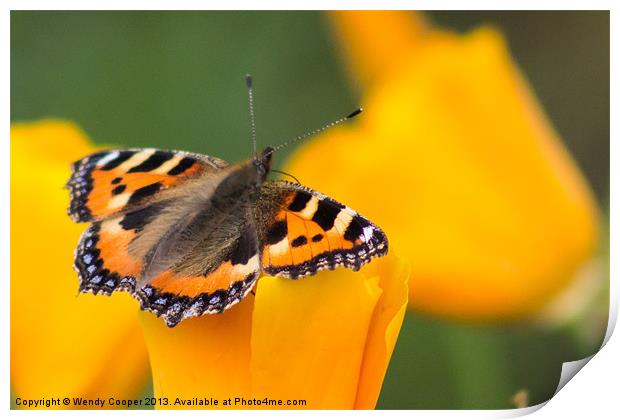 Tortoiseshell Butterfly on orange blooms Print by Wendy Cooper