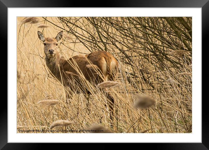 Red Deer : Watching Me Watching Her Framed Mounted Print by Wendy Cooper