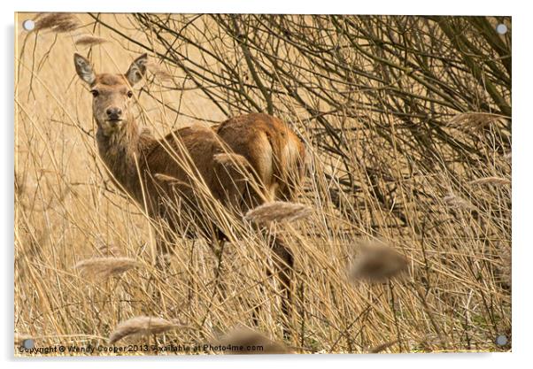 Red Deer : Watching Me Watching Her Acrylic by Wendy Cooper