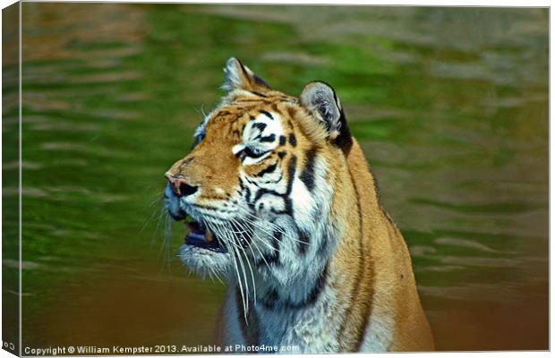 Aysha Isle Of Wight zoo Tiger Canvas Print by William Kempster