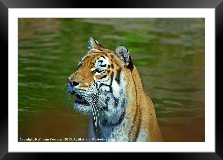 Aysha Isle Of Wight zoo Tiger Framed Mounted Print by William Kempster