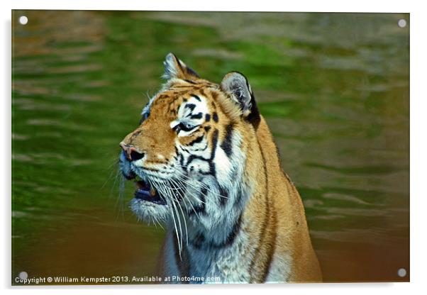 Aysha Isle Of Wight zoo Tiger Acrylic by William Kempster
