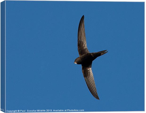 Common Swift Canvas Print by Paul Scoullar