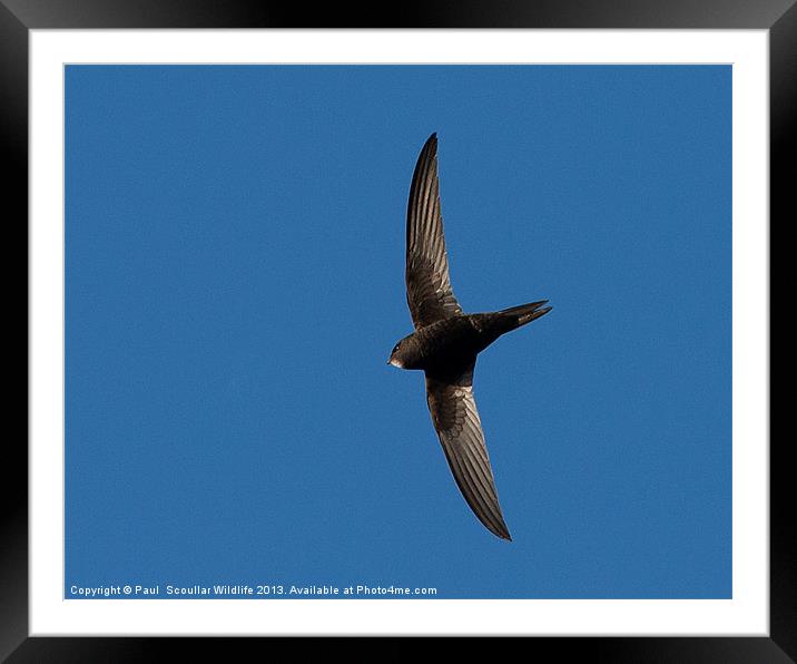Common Swift Framed Mounted Print by Paul Scoullar