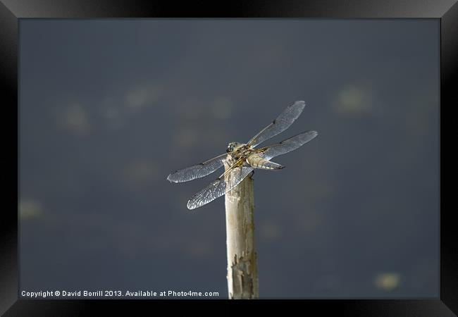 Dragonfly in the Sun Framed Print by David Borrill