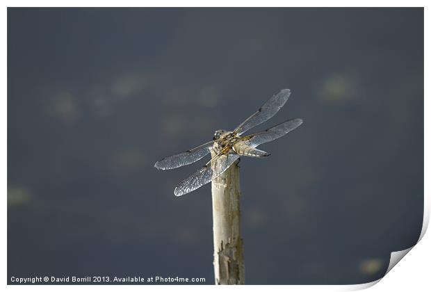 Dragonfly in the Sun Print by David Borrill