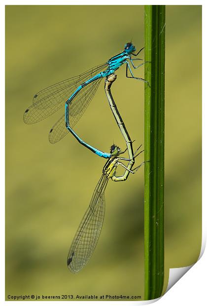 damsels mating Print by Jo Beerens