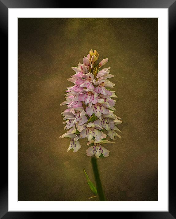 In the pink Framed Mounted Print by Matthew Laming