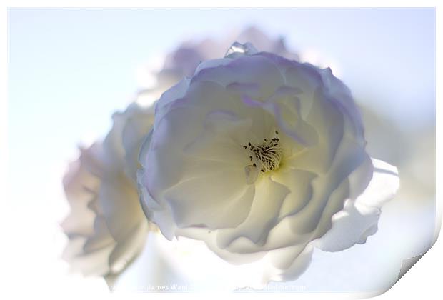 Soft White Rose Print by James Ward