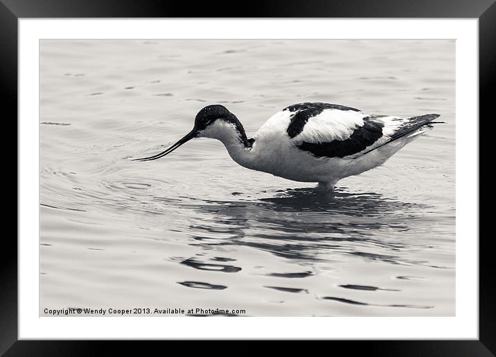 Avocet Framed Mounted Print by Wendy Cooper