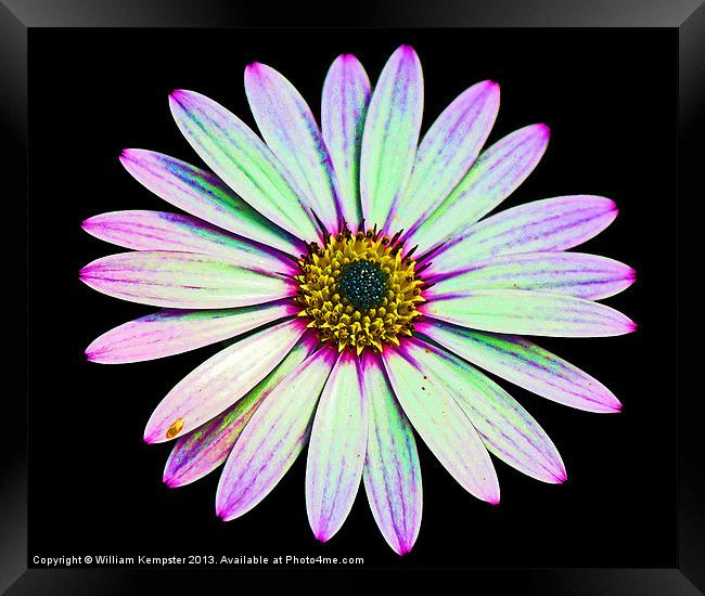 Osteospermum Flower Framed Print by William Kempster