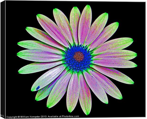 Osteospermum Flower Canvas Print by William Kempster