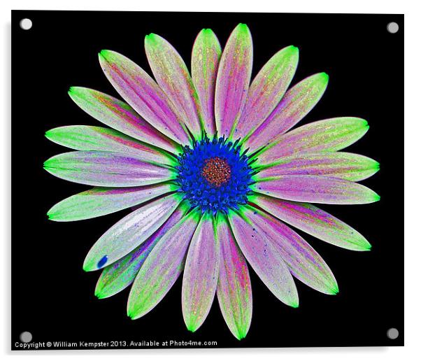Osteospermum Flower Acrylic by William Kempster