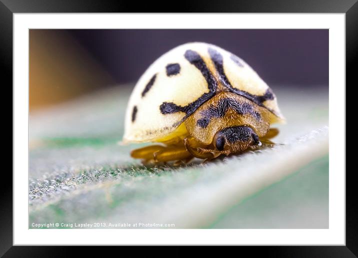 white ladybird Framed Mounted Print by Craig Lapsley