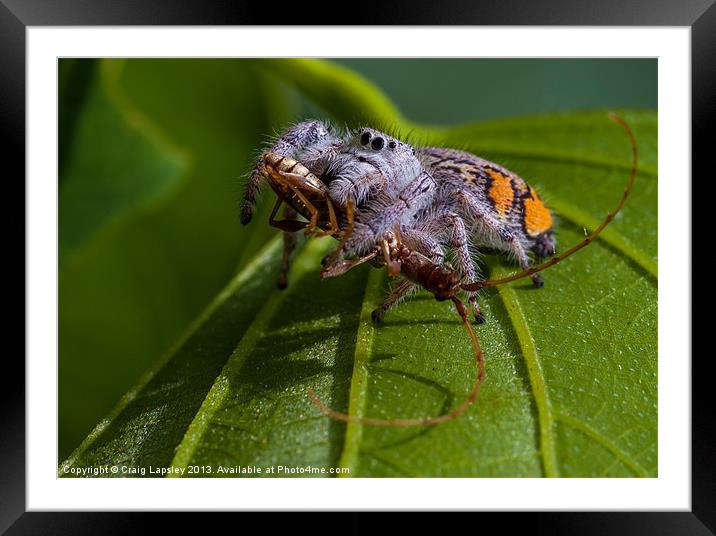 jumping spider with prey Framed Mounted Print by Craig Lapsley