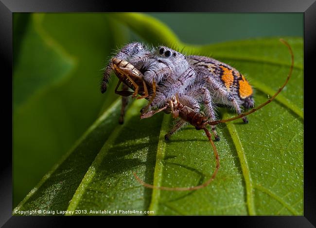 jumping spider with prey Framed Print by Craig Lapsley