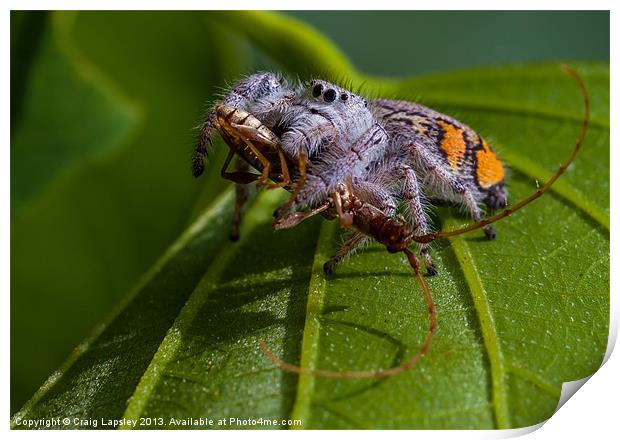 jumping spider with prey Print by Craig Lapsley