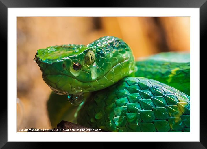 green tree pit viper Framed Mounted Print by Craig Lapsley