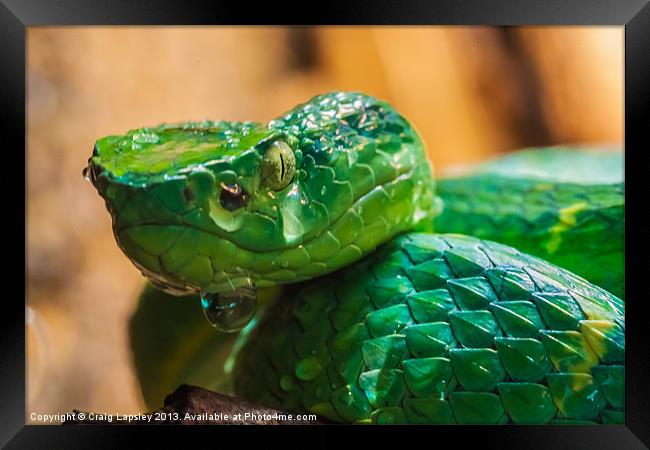 green tree pit viper Framed Print by Craig Lapsley
