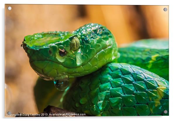 green tree pit viper Acrylic by Craig Lapsley