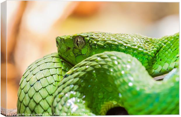 green snake coiled up Canvas Print by Craig Lapsley
