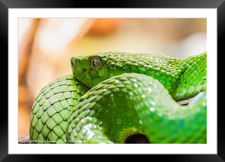 green snake coiled up Framed Mounted Print by Craig Lapsley