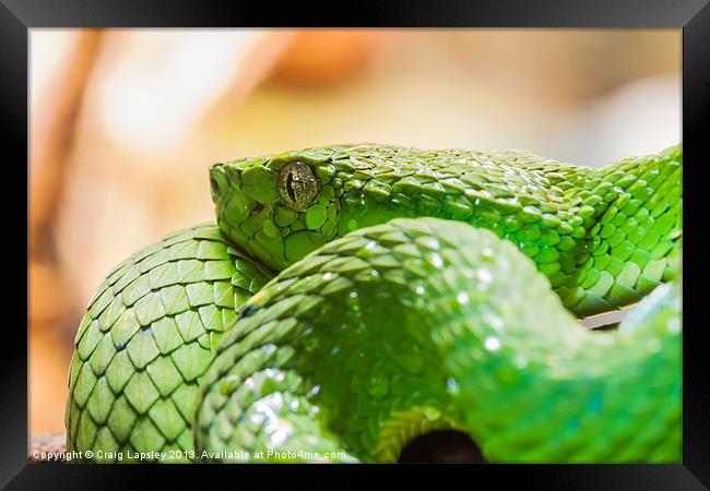 green snake coiled up Framed Print by Craig Lapsley