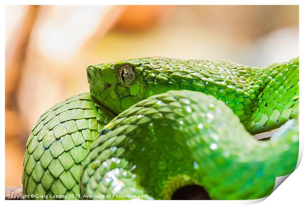 green snake coiled up Print by Craig Lapsley