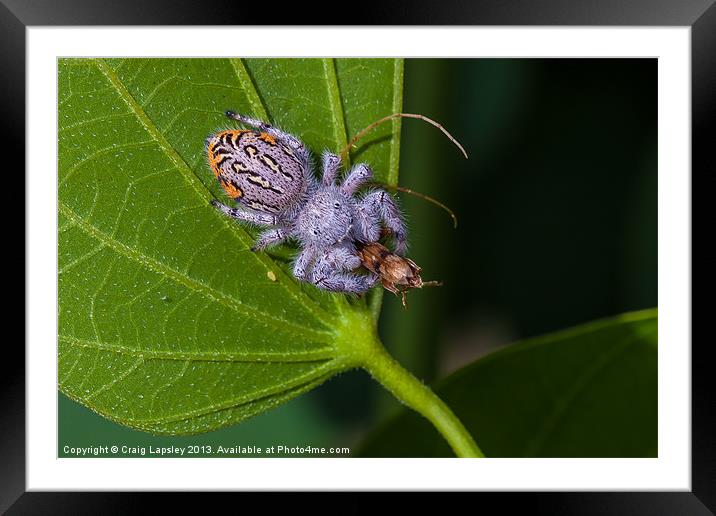white hairy spider eating a bug Framed Mounted Print by Craig Lapsley