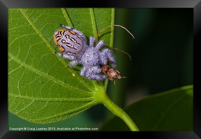 white hairy spider eating a bug Framed Print by Craig Lapsley
