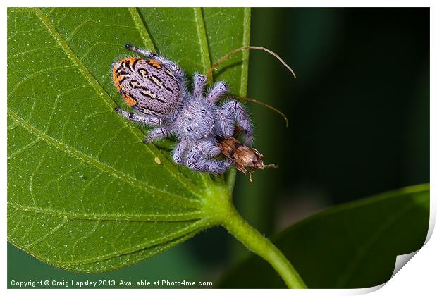 white hairy spider eating a bug Print by Craig Lapsley
