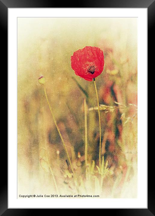 Red Poppy Framed Mounted Print by Julie Coe