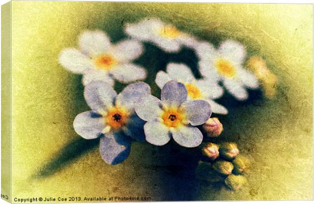 Forget Me Nots Canvas Print by Julie Coe