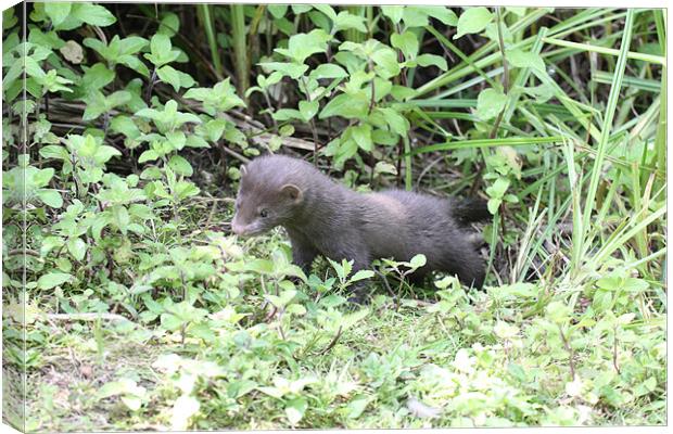 young wild mink Canvas Print by Martyn Bennett