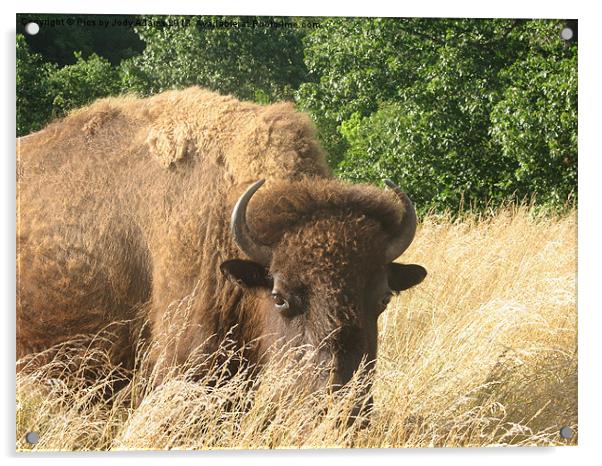 Large Buffalo Acrylic by Pics by Jody Adams