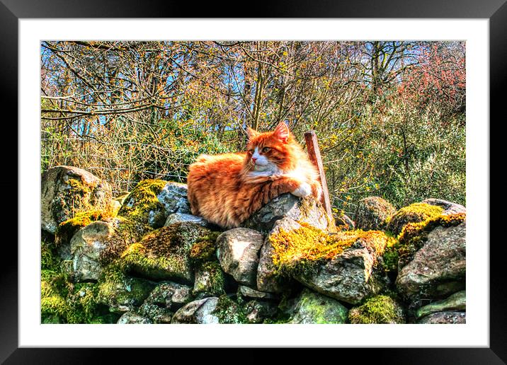 Cat On Wall Framed Mounted Print by Michael Braham