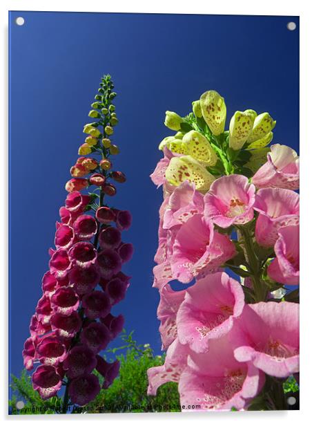 Foxglove flowers Acrylic by Robert Gipson