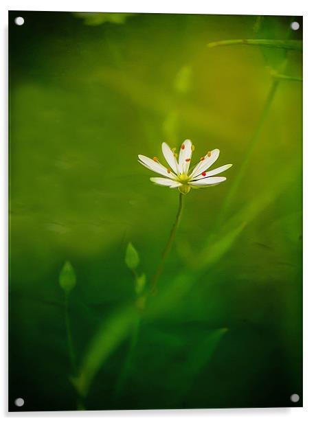 Une belle petite fleur Acrylic by Matthew Laming