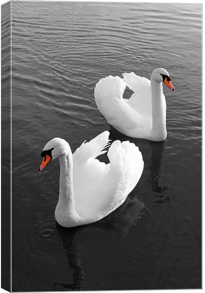 Swans at Gartmorn Canvas Print by Jim Bryce