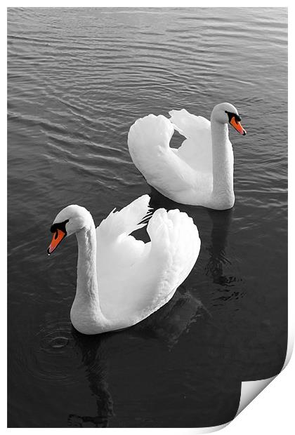 Swans at Gartmorn Print by Jim Bryce