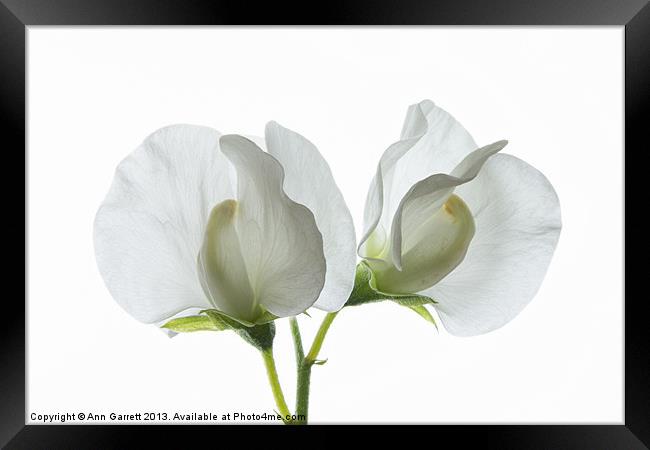 Two White Sweet Peas Framed Print by Ann Garrett