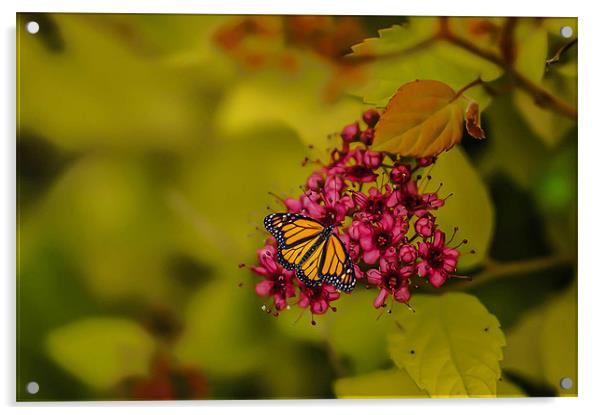 Butterfly Dreams Acrylic by Matthew Laming