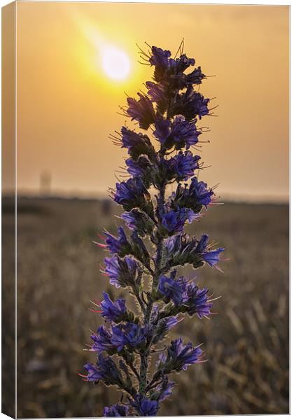 Purple Flower at sunrise Canvas Print by Dean Messenger